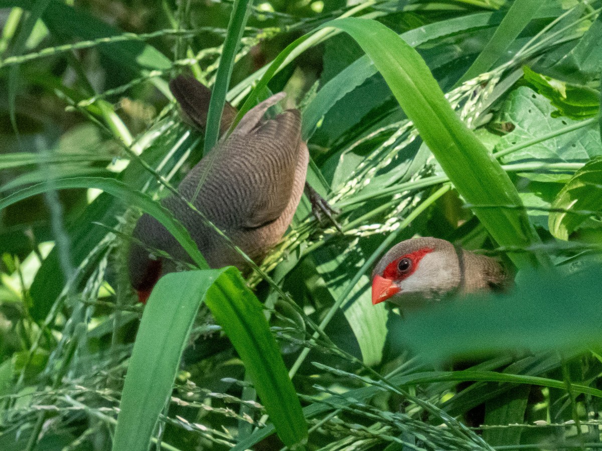 Common Waxbill - ML646131849