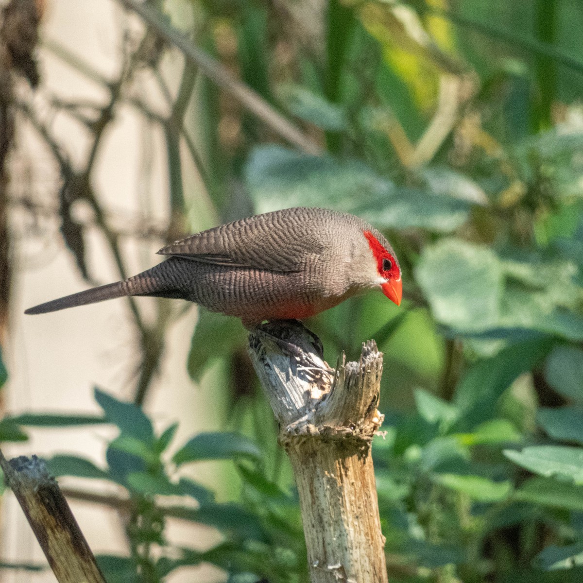 Common Waxbill - ML646131850