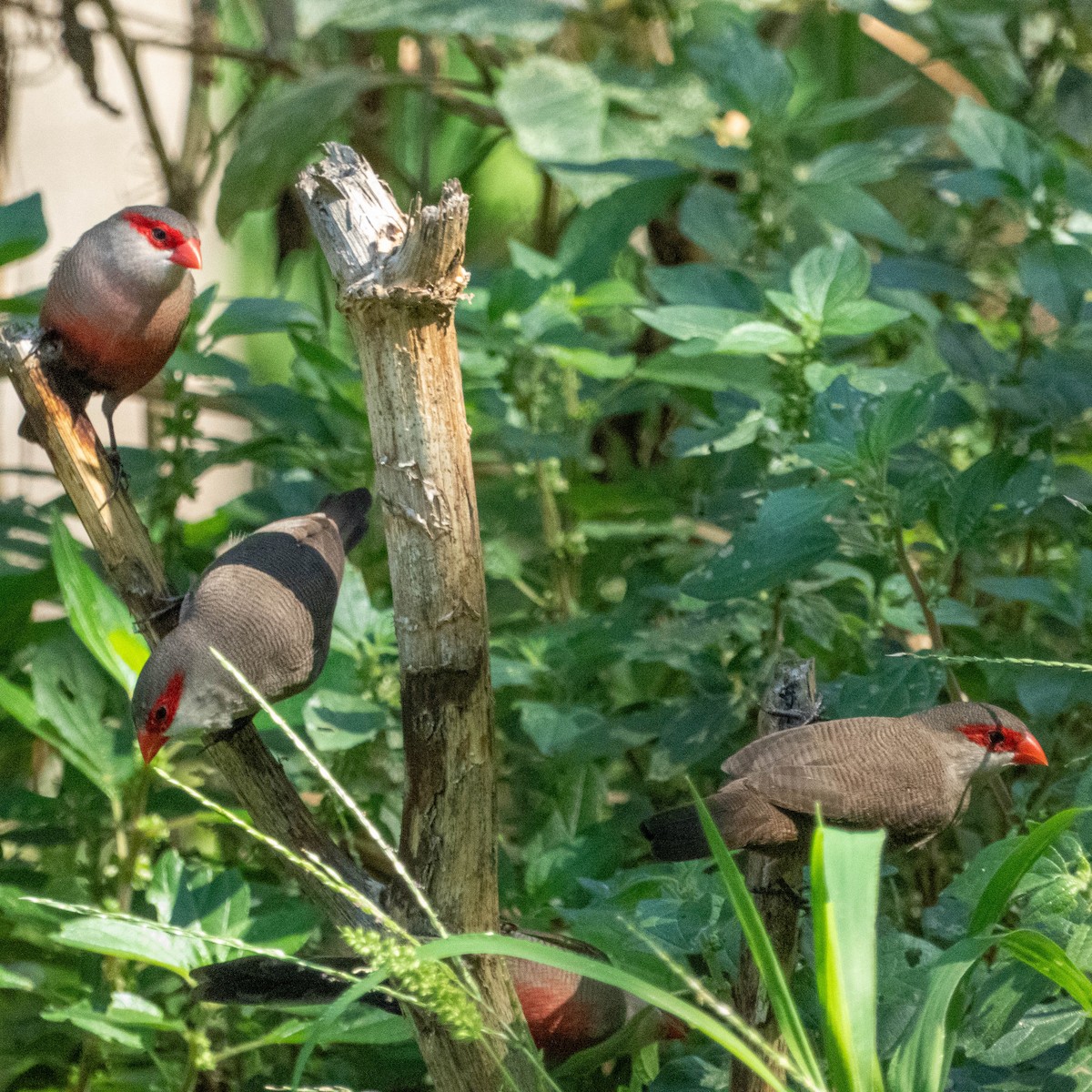 Common Waxbill - ML646131851