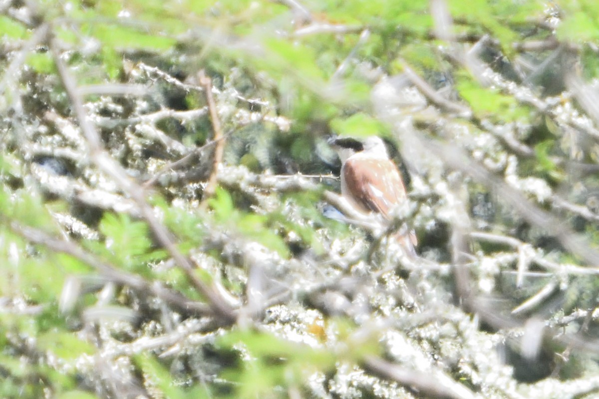 Neuntöter - ML646131862