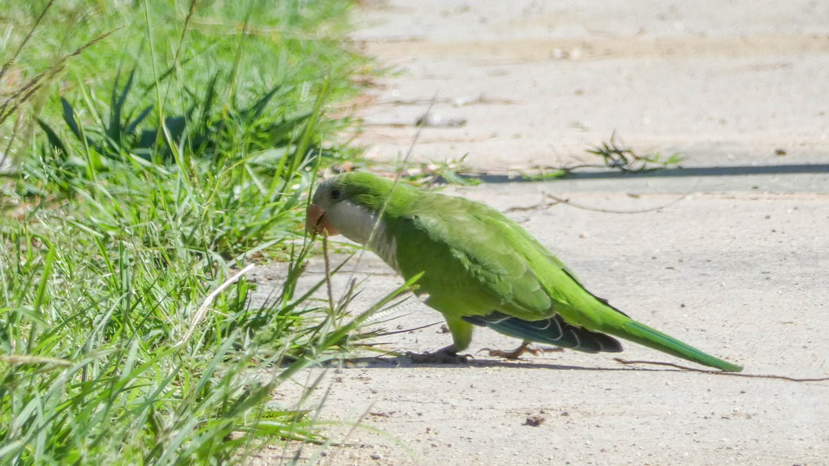 Monk Parakeet - ML646131864