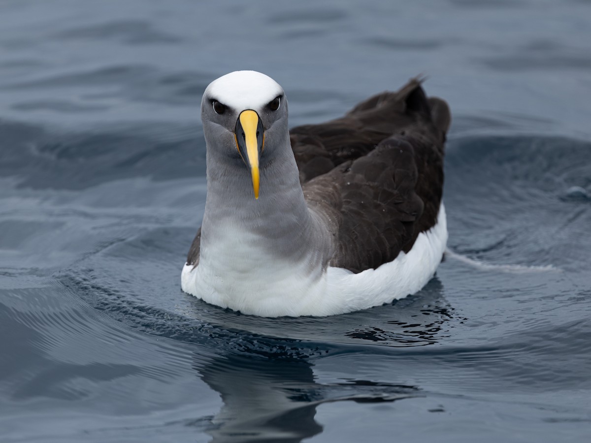 Буллеров альбатрос - ML646131865