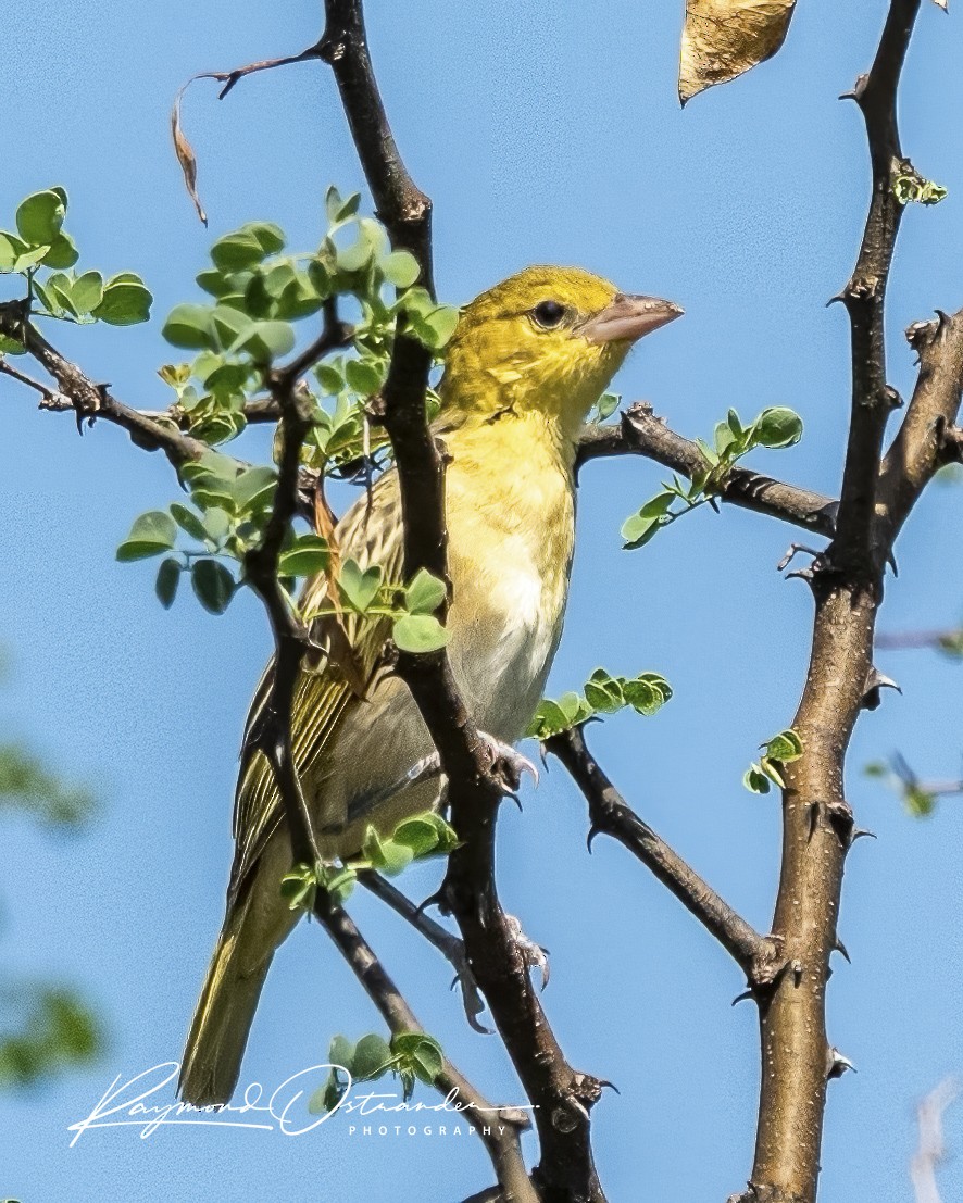 snovač zahradní - ML646131866