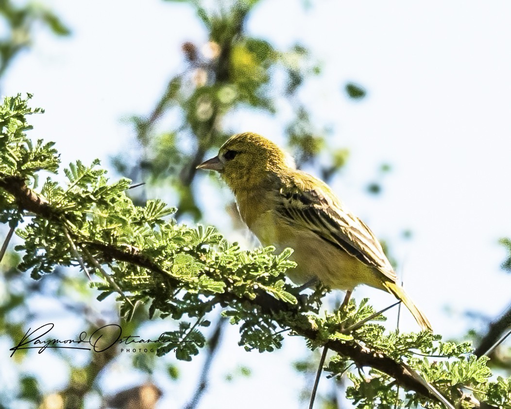 snovač zahradní - ML646131868