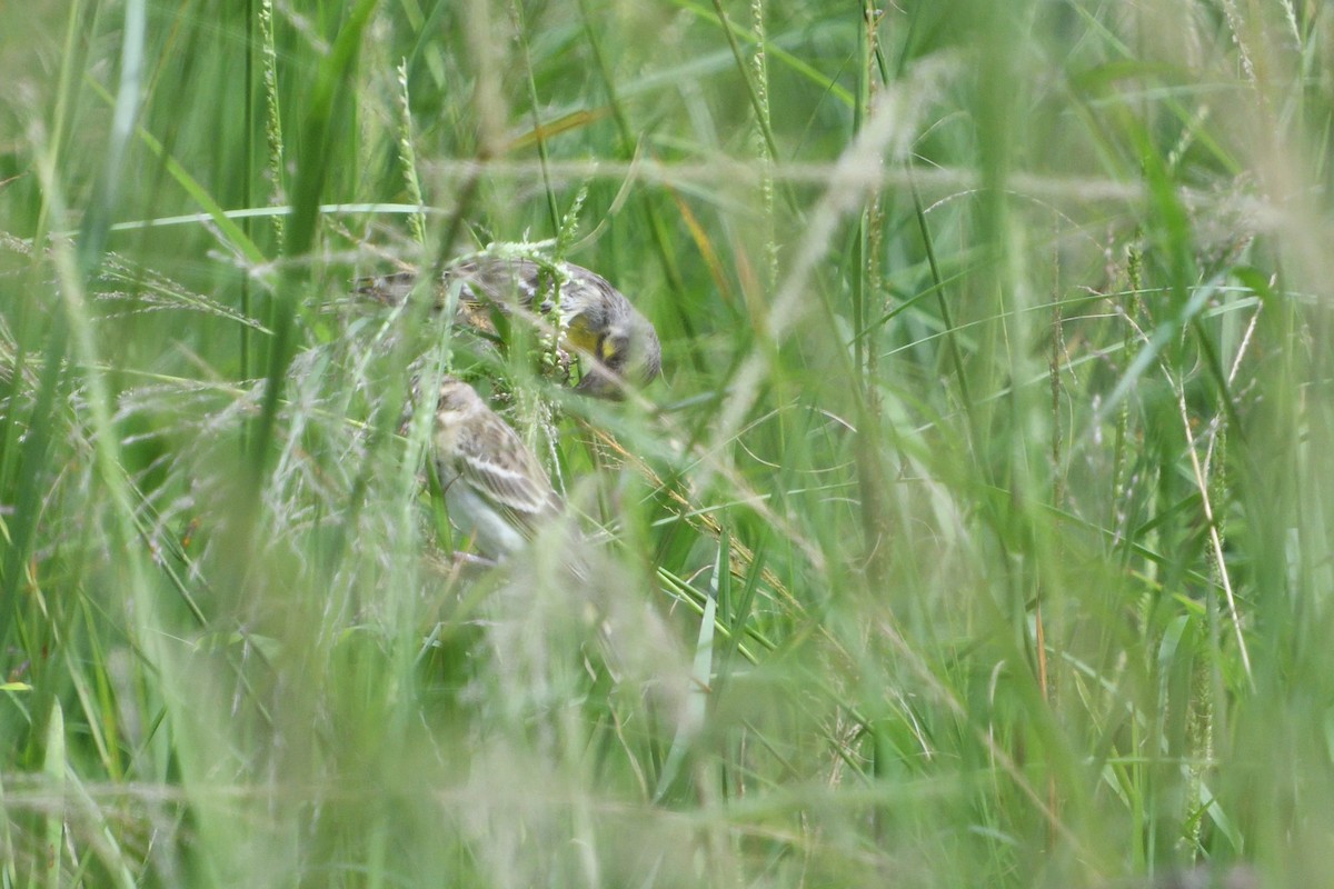 Lemon-breasted Seedeater - ML646131869