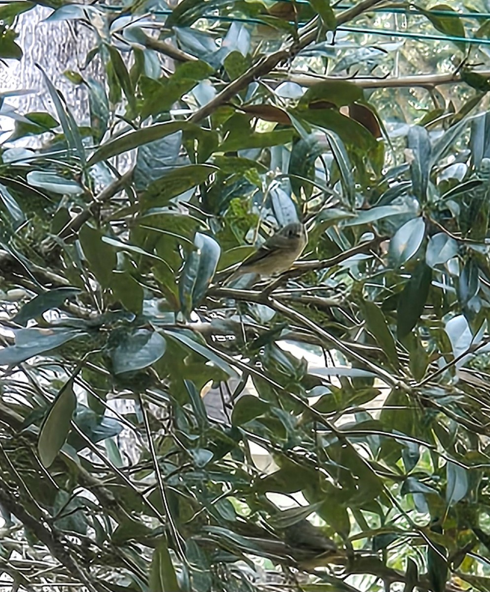 Ruby-crowned Kinglet - ML646131877