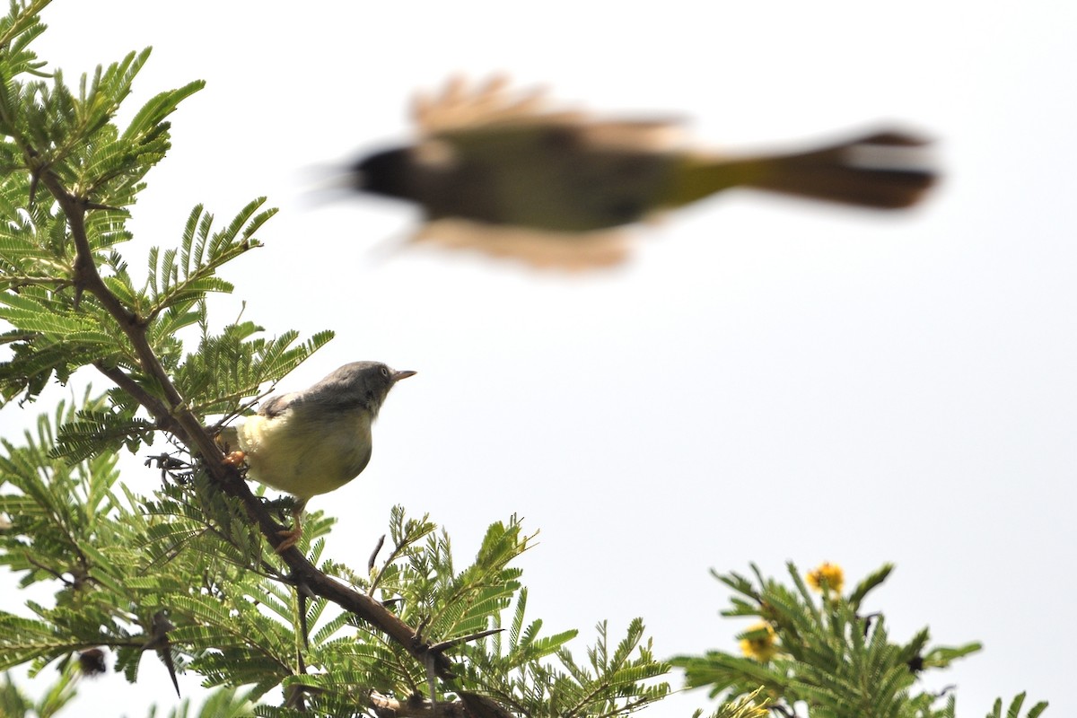 Rostbanderemomela - ML646131883