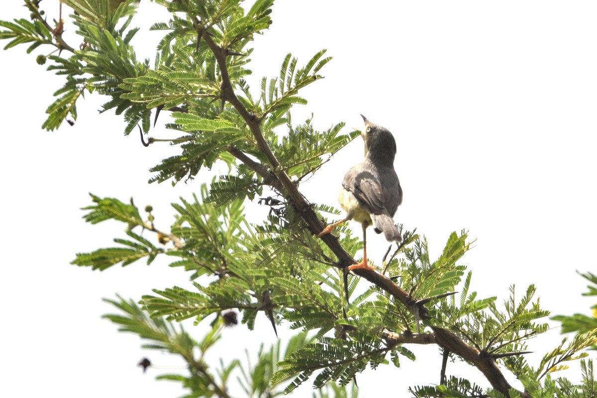 Rostbanderemomela - ML646131884