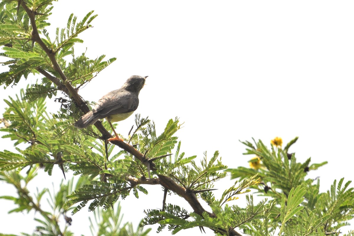 Rostbanderemomela - ML646131886