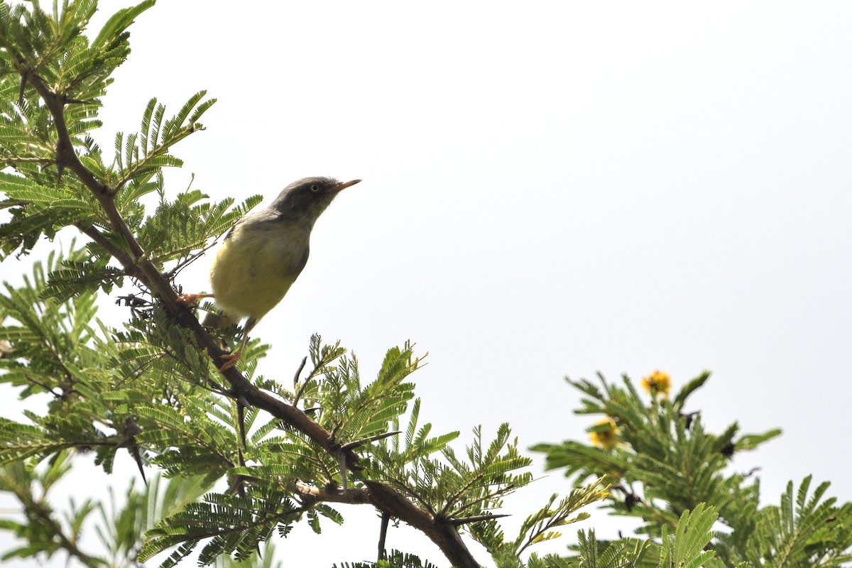 Rostbanderemomela - ML646131888