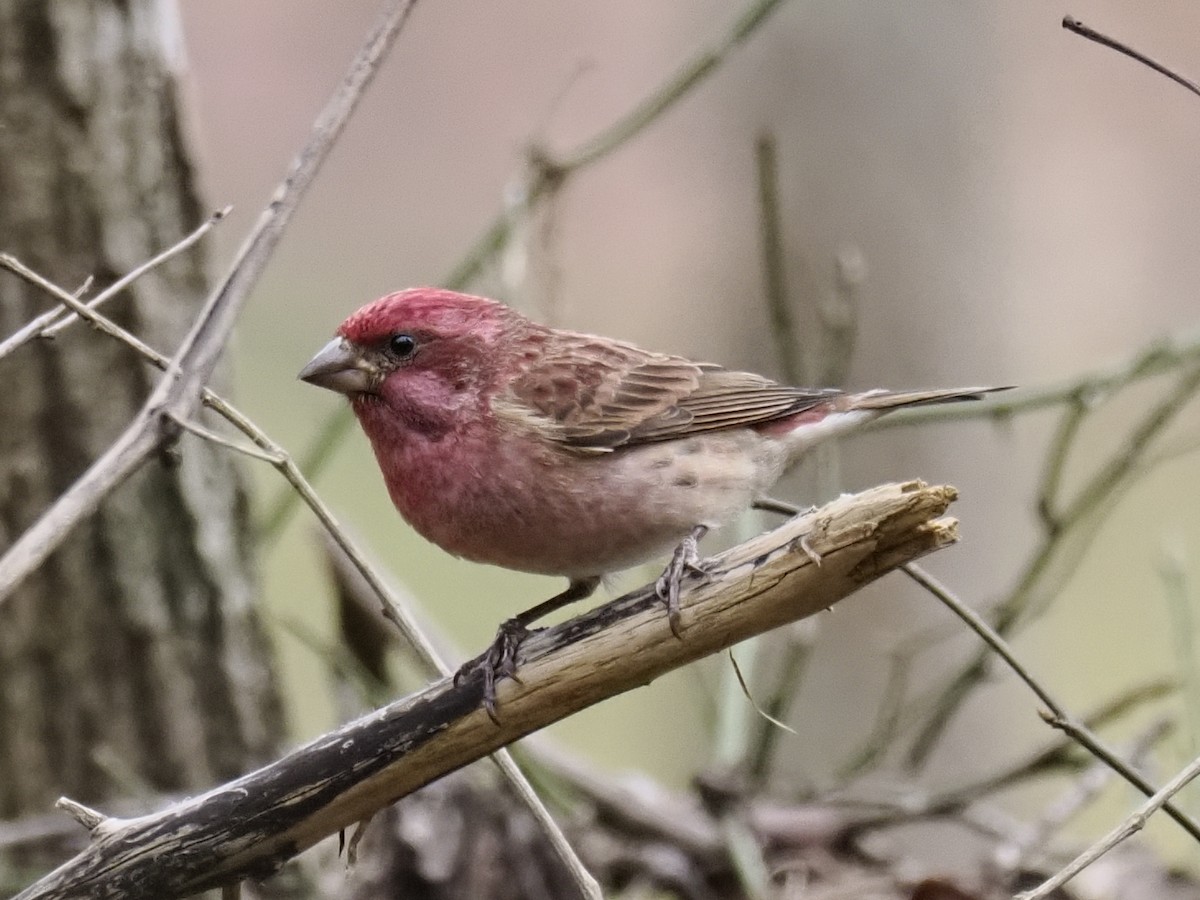 ムラサキマシコ - ML646131898