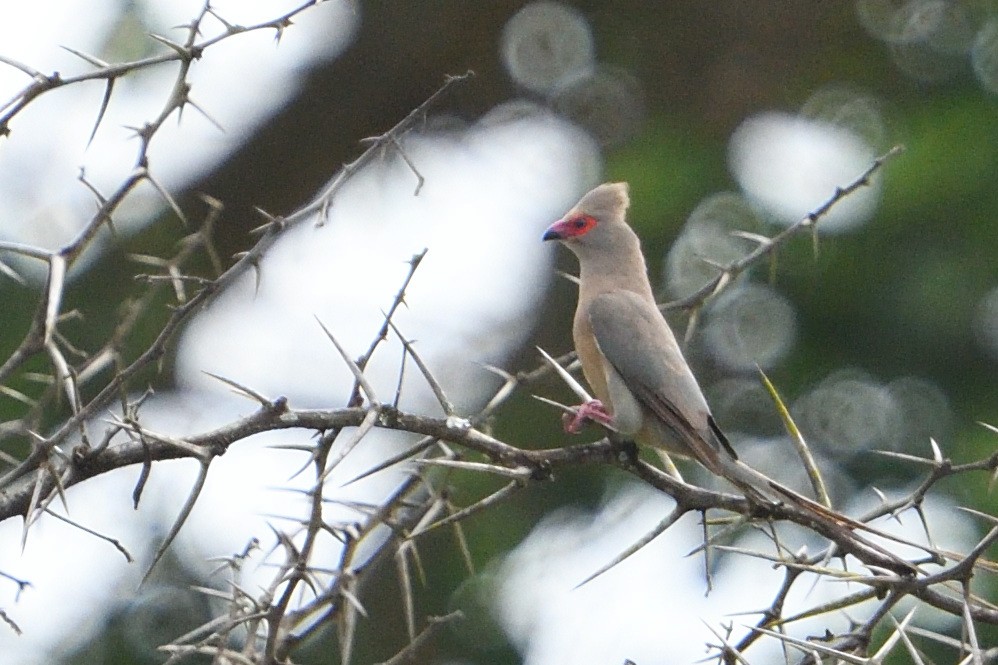 Rotzügel-Mausvogel - ML646131901