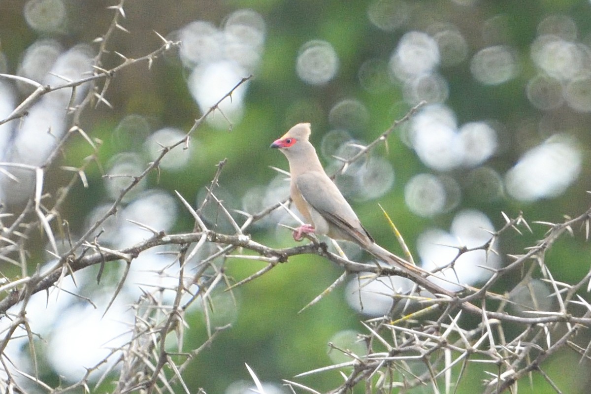 Rotzügel-Mausvogel - ML646131902