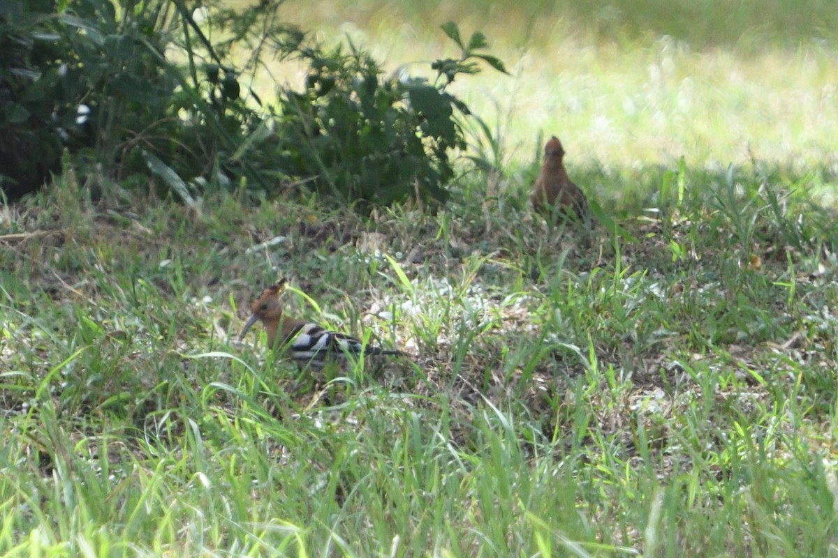 Wiedehopf (Afrikawiedehopf) - ML646131904