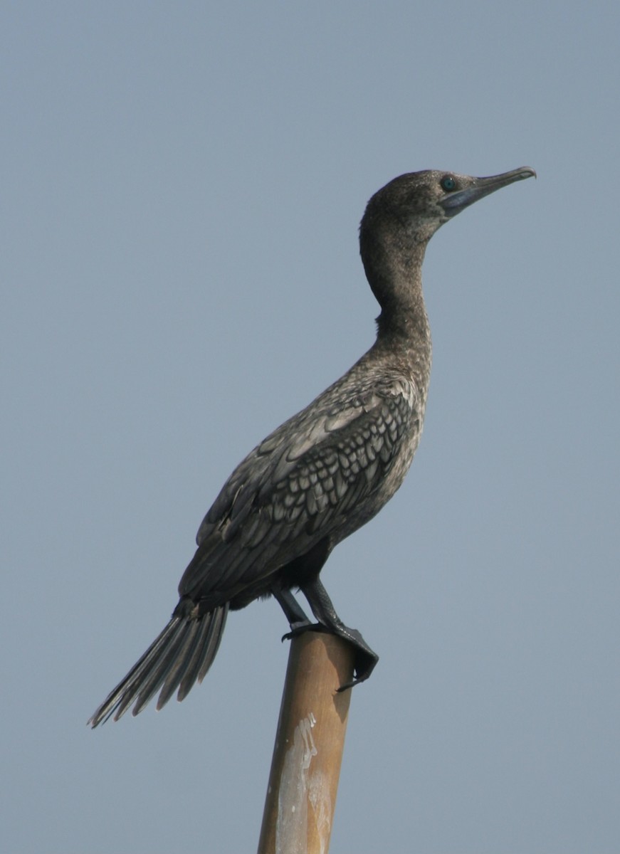Little Black Cormorant - ML646131908