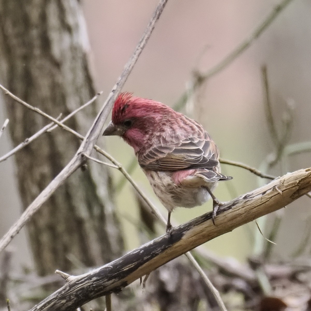 ムラサキマシコ - ML646131915