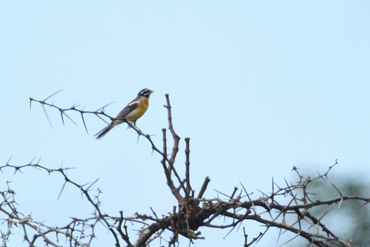 Gelbbauchammer - ML646131918