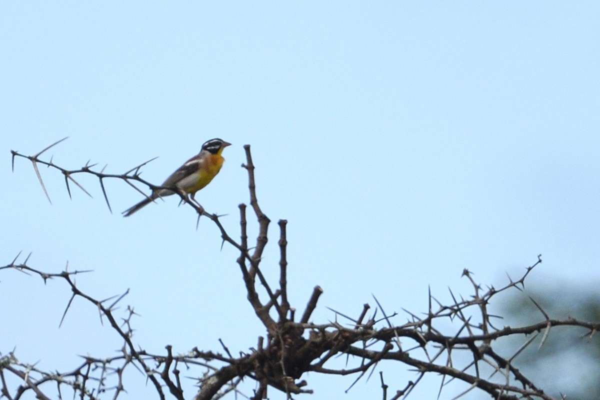 Gelbbauchammer - ML646131919