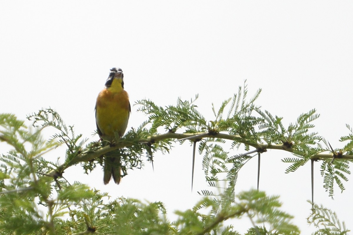 Gelbbauchammer - ML646131920