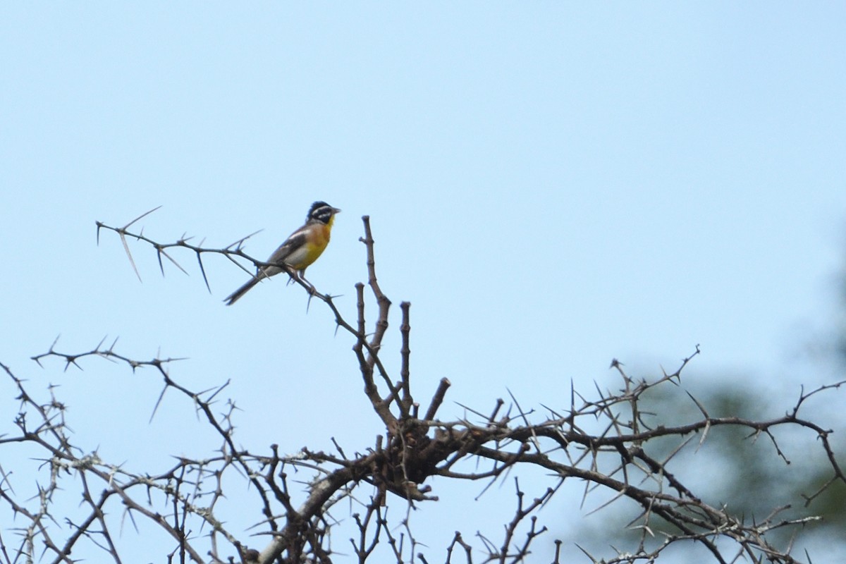 Gelbbauchammer - ML646131921