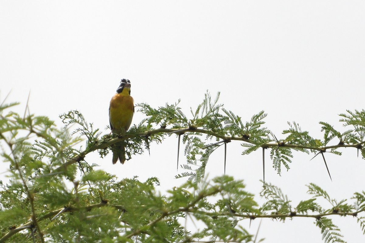 Gelbbauchammer - ML646131922