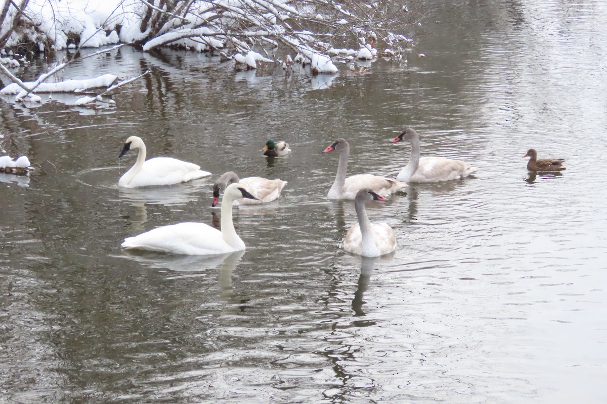 Trumpeter Swan - ML646131926