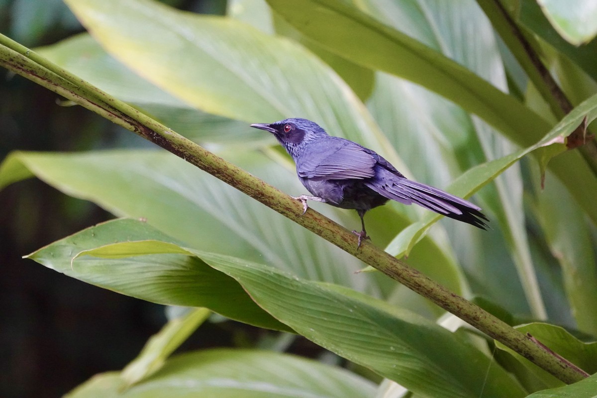 Kuitlakotxe urdina - ML646131928