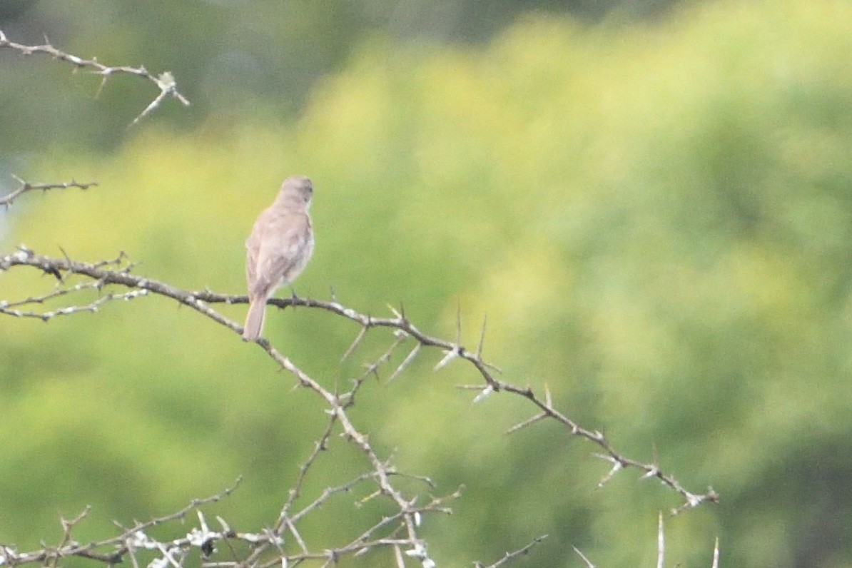 Fahlschnäpper - ML646131930