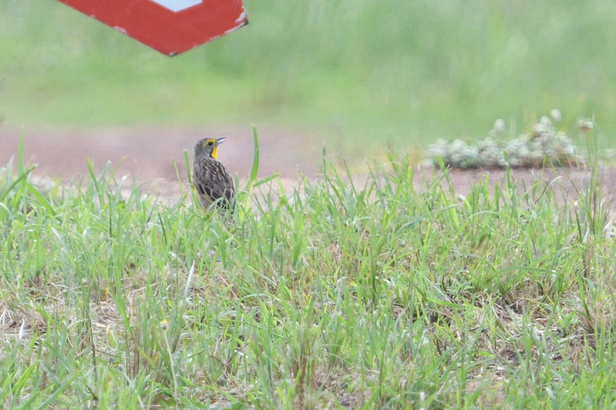 Gelbkehlpieper - ML646131932