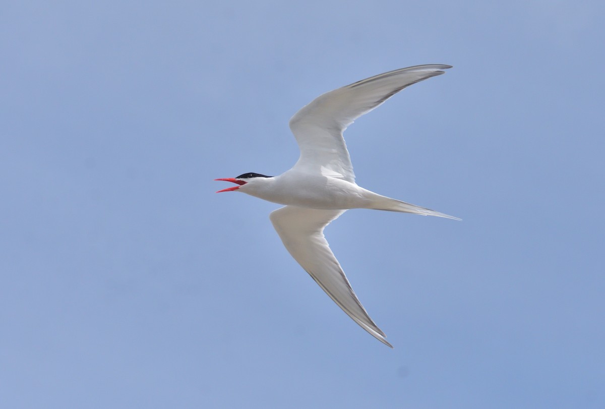 South American Tern - ML646131934