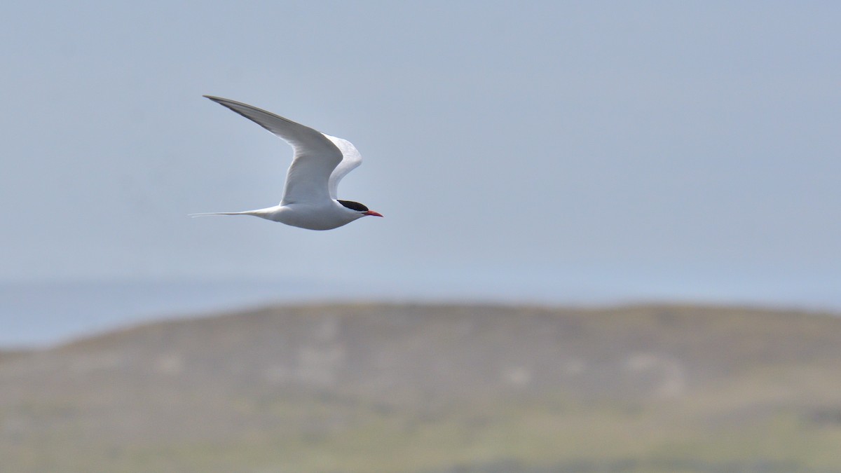 South American Tern - ML646131935