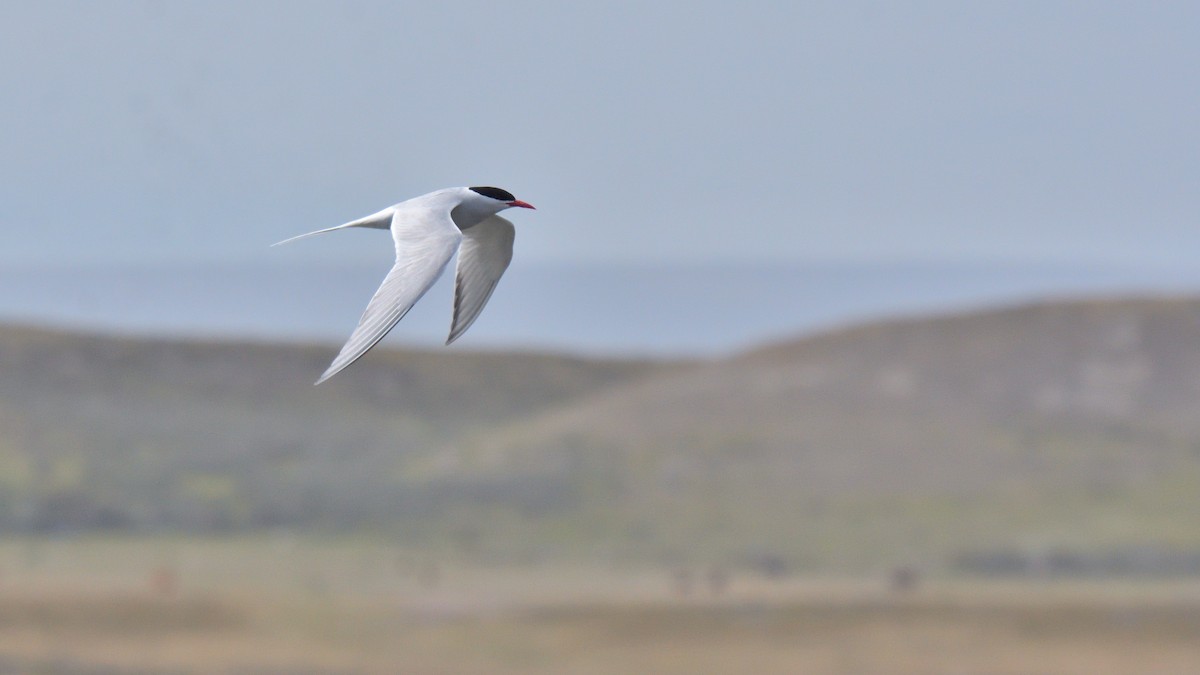 South American Tern - ML646131936