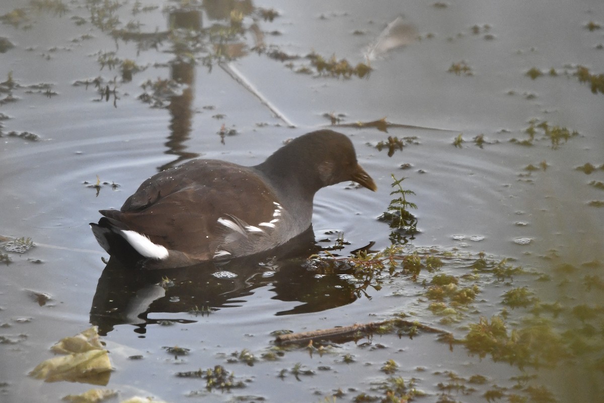 Common Gallinule - ML646131940
