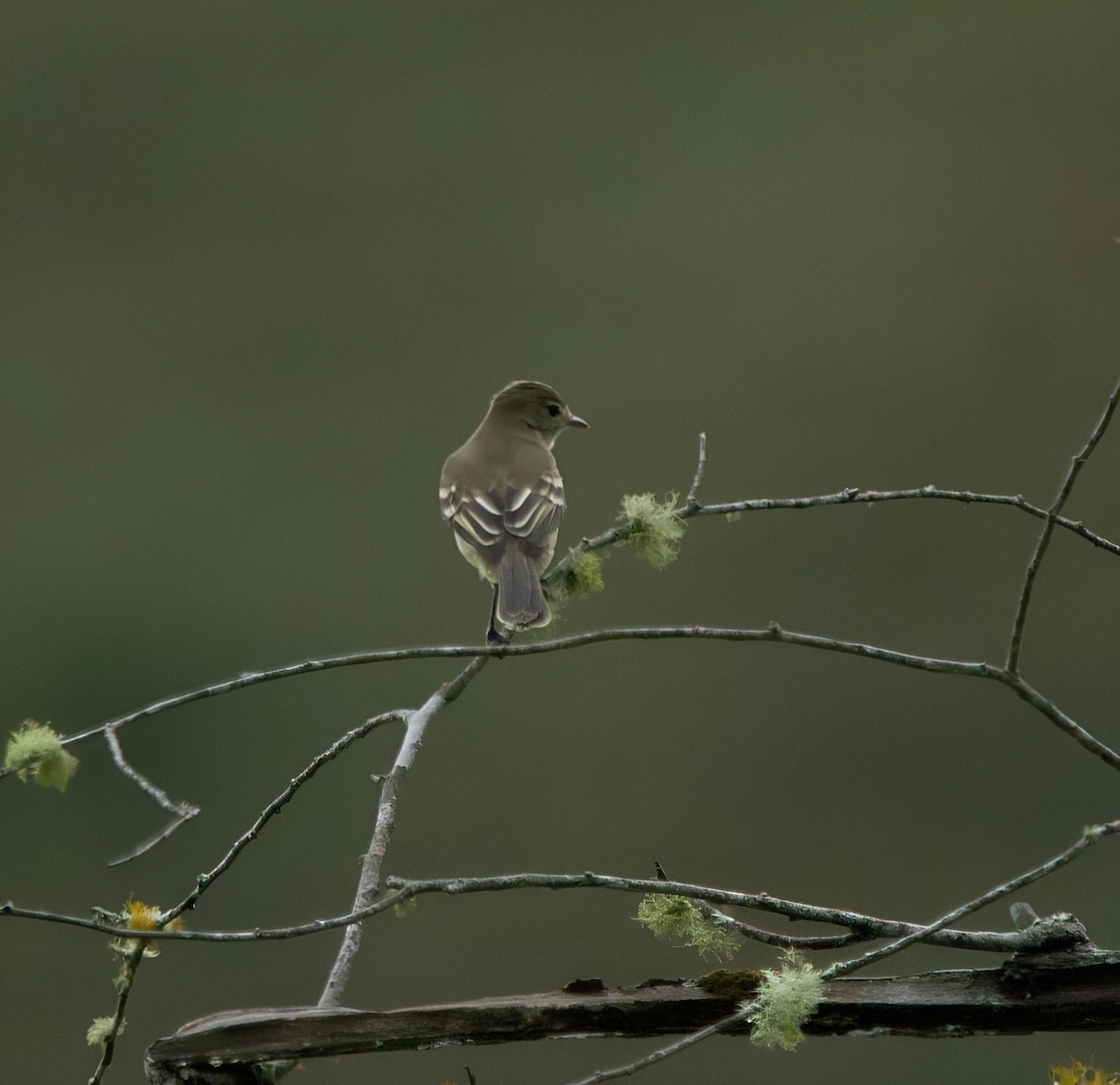 Lesser Elaenia - ML646131943