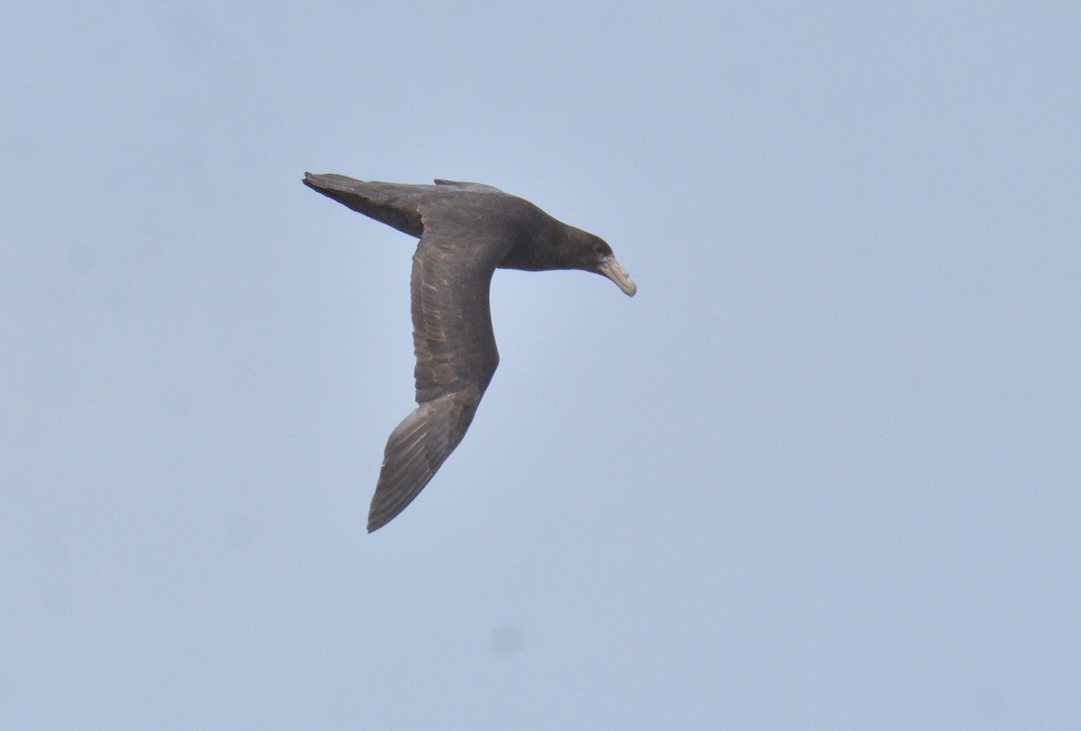 Southern Giant-Petrel - ML646131947