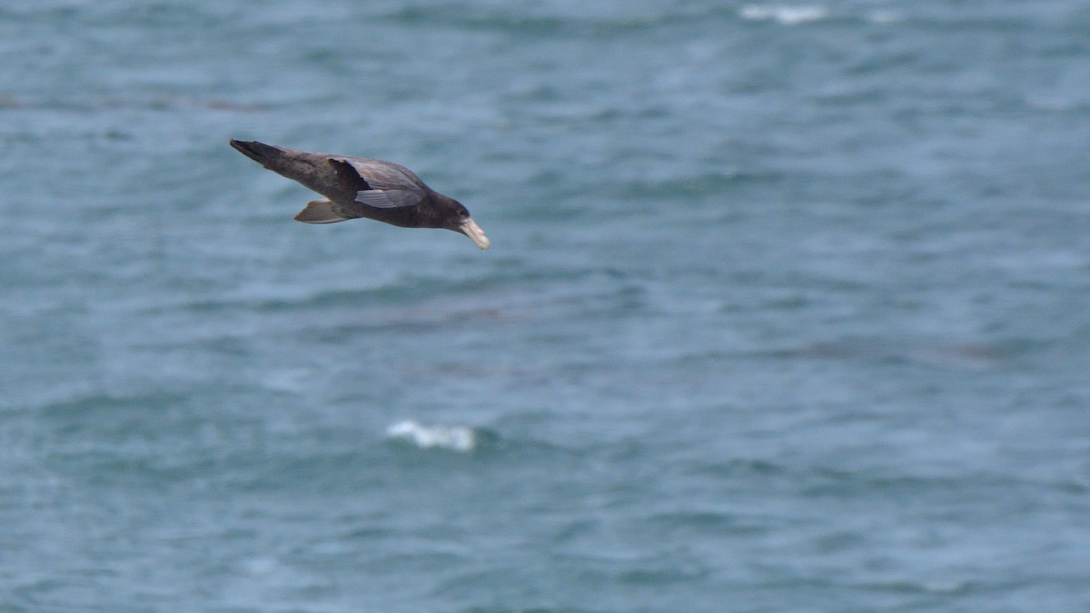 Southern Giant-Petrel - ML646131948