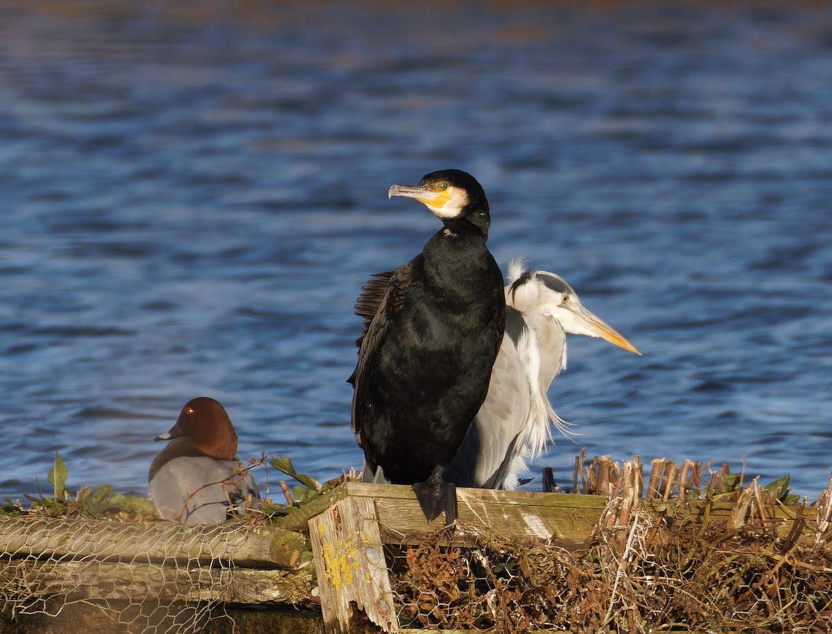 Common Pochard - ML646131952