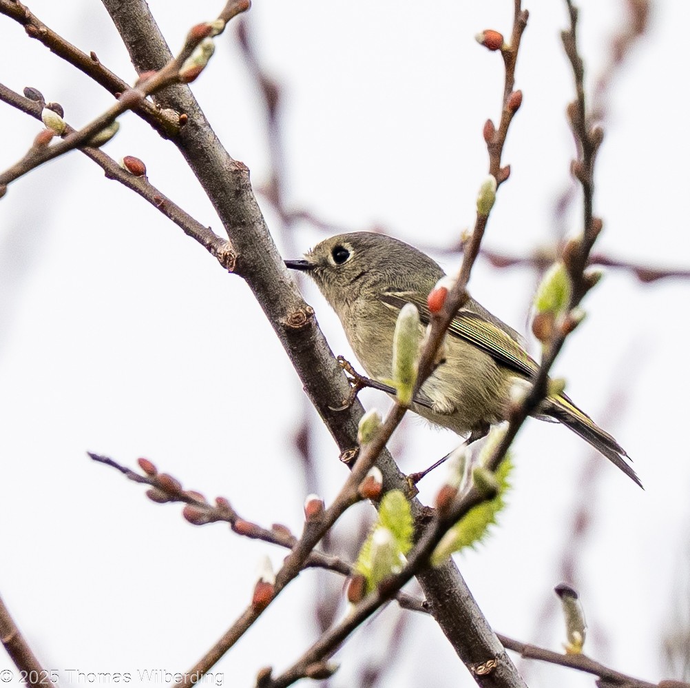 Ruby-crowned Kinglet - ML646131960