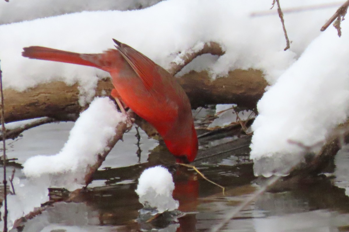 Northern Cardinal - ML646131964