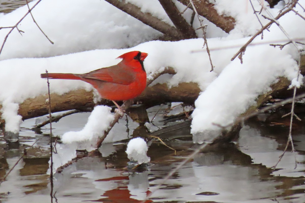 Northern Cardinal - ML646131965