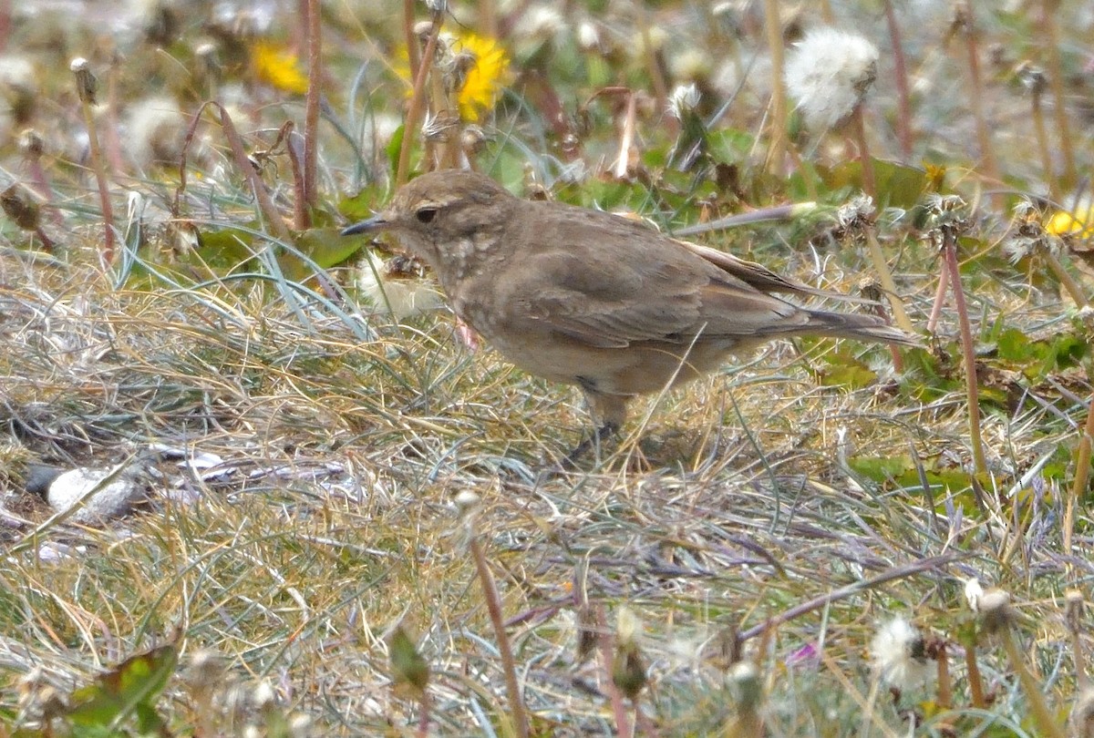 Short-billed Miner - ML646131968