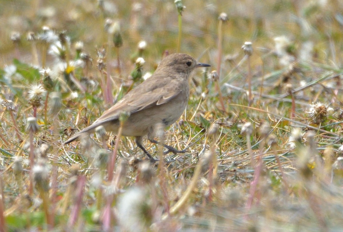 Short-billed Miner - ML646131969