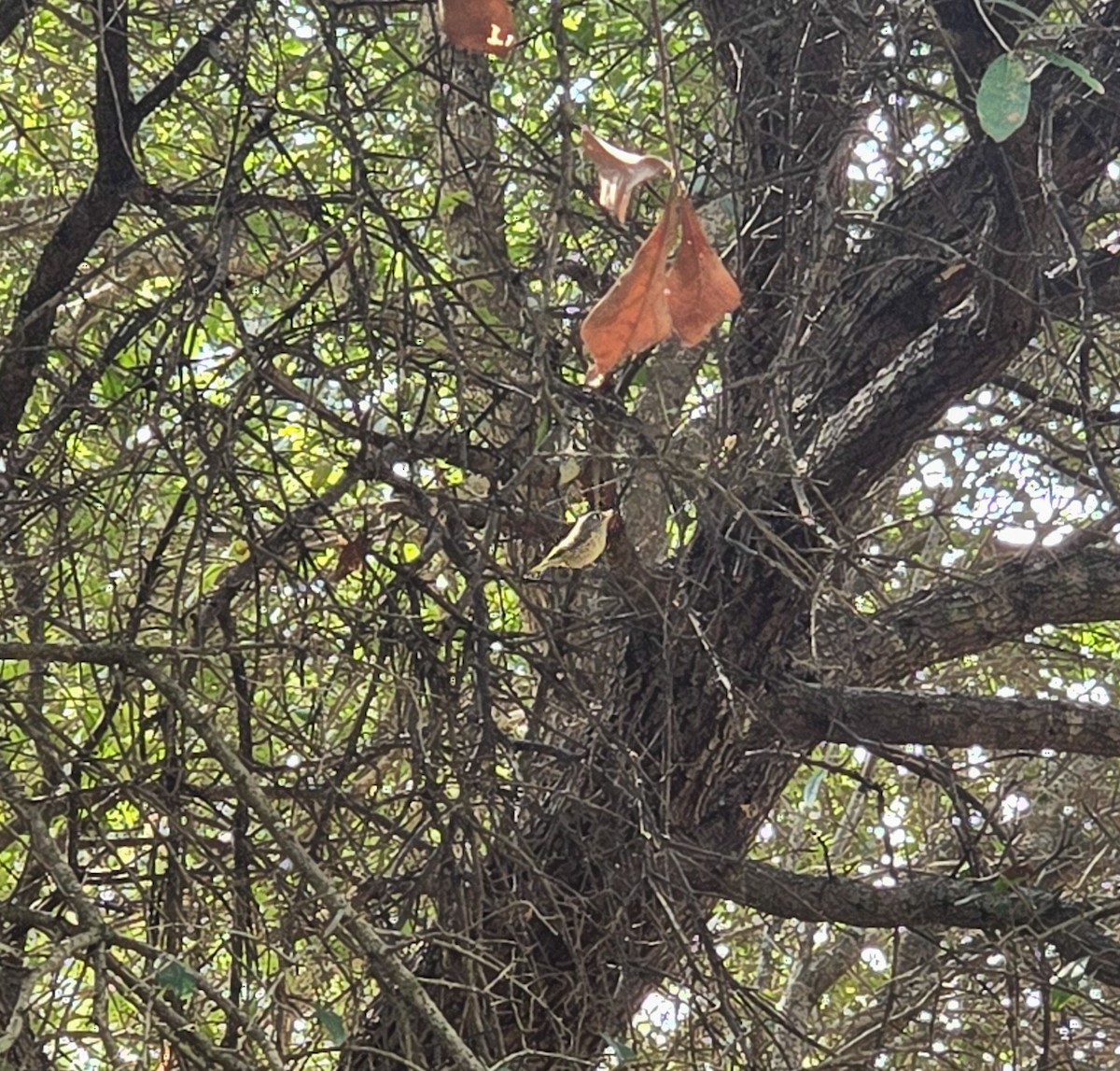 Rubingoldhähnchen - ML646131970