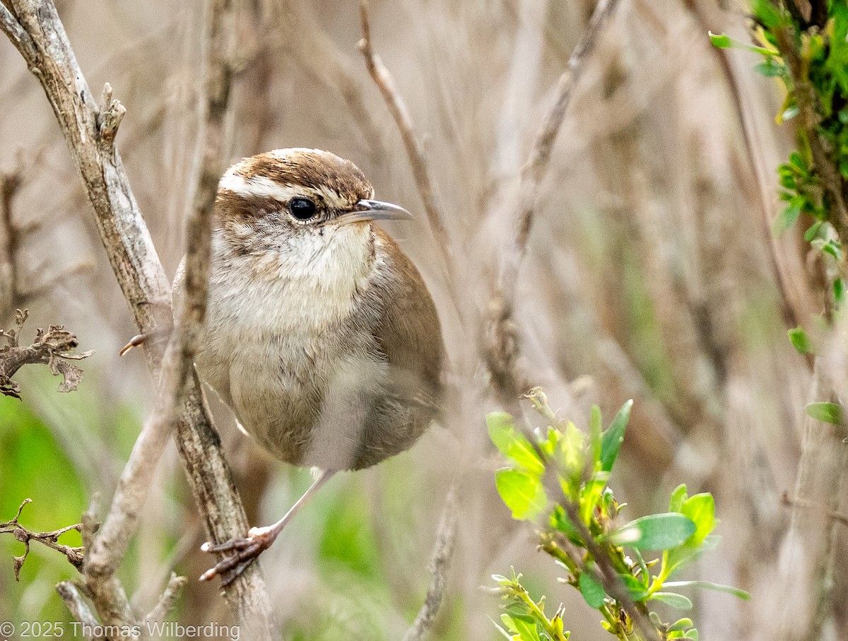 Bewick's Wren - ML646131972