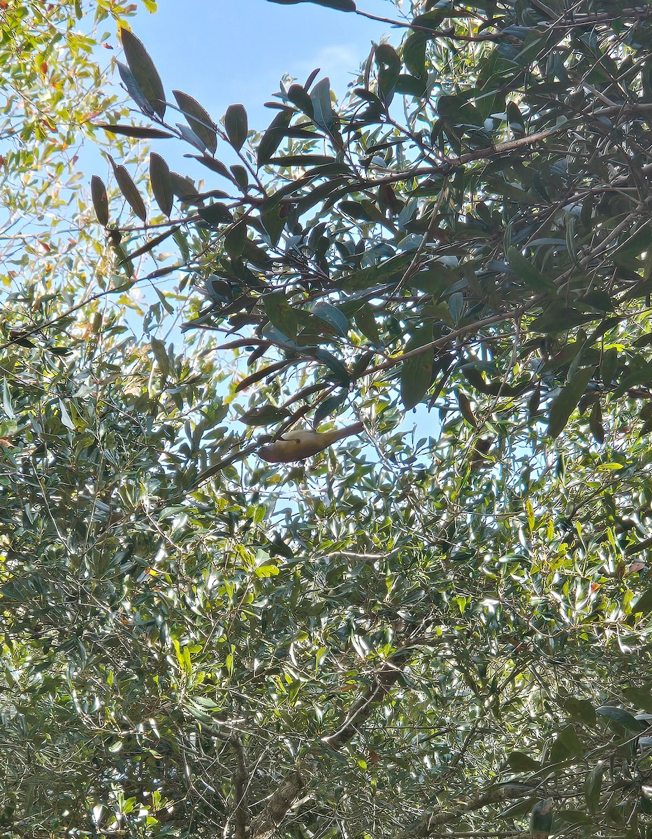 Orange-crowned Warbler - ML646131973