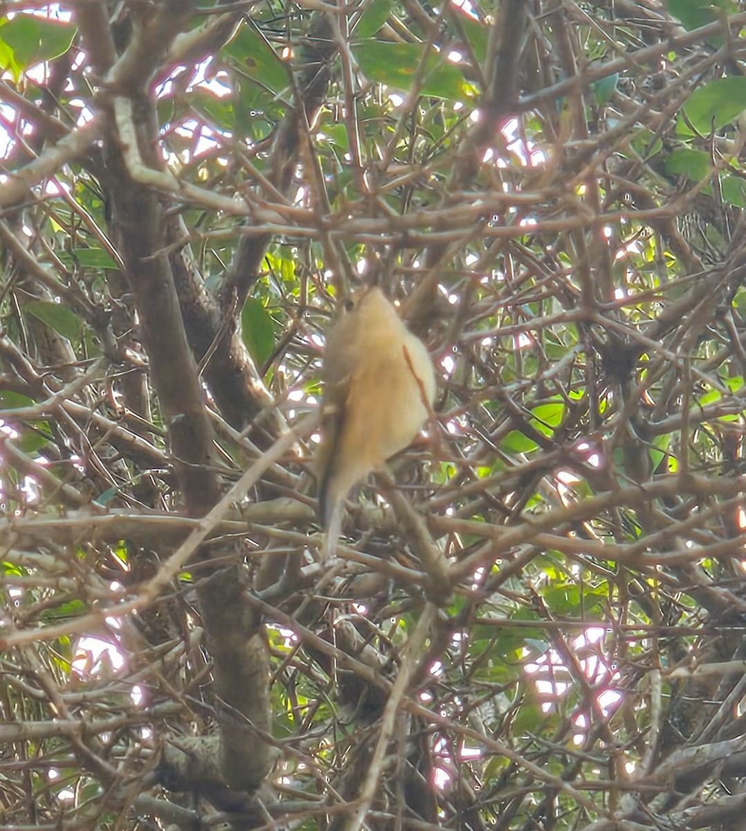 Ruby-crowned Kinglet - ML646131974