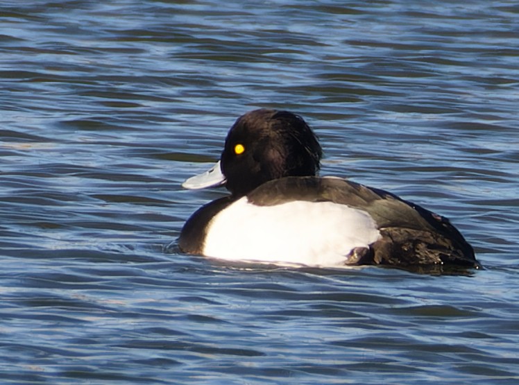 Tufted Duck - ML646131975