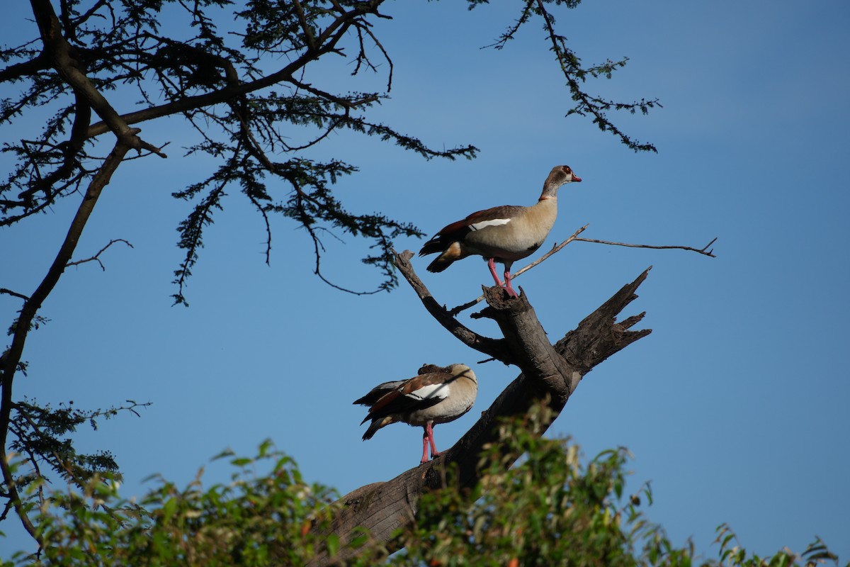 Egyptian Goose - ML646131976