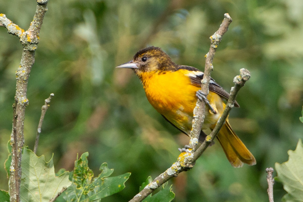 Балтиморский трупиал - ML646131977