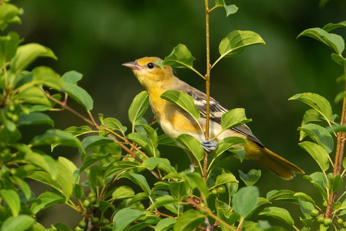 Балтиморский трупиал - ML646131978